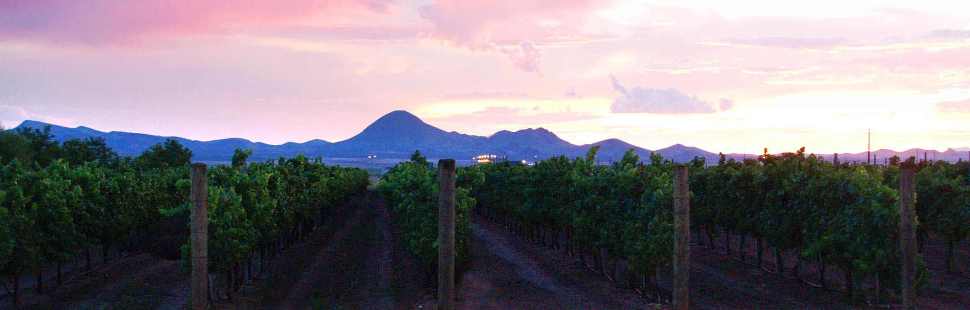 Vineyard at Sunset - Lescombes Family Vineyards