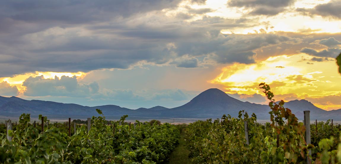 Layla Vineyard - Lescombes Family Vineyards